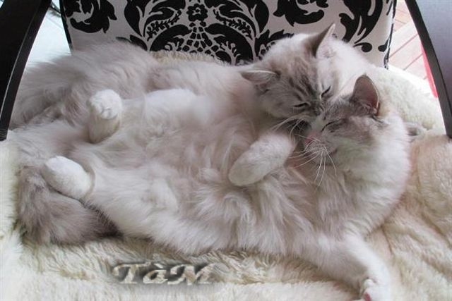 Ragdoll à Malice